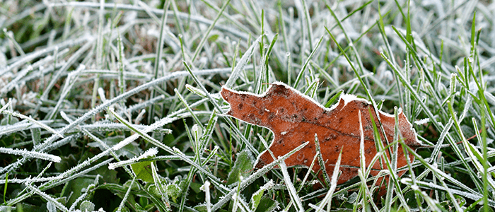 4evergreen in Rhode Island Lawn and turf care and weed control