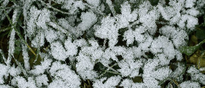 4evergreen in Rhode Island Lawn and turf care and weed control