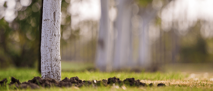 4evergreen in Rhode Island Lawn and turf care and weed control