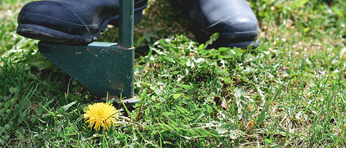 4evergreen in Rhode Island Lawn and turf care and weed control