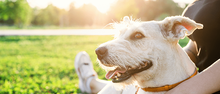 4evergreen in Rhode Island Lawn and turf care and weed control