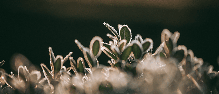 4evergreen in Rhode Island Lawn and turf care and weed control