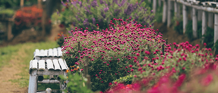 4evergreen in Rhode Island Lawn and turf care and weed control