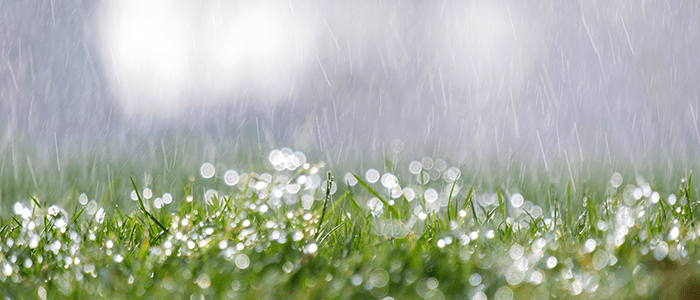 4evergreen in Rhode Island Lawn and turf care and weed control