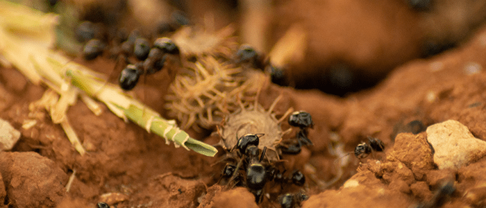 4evergreen in Rhode Island Lawn and turf care and weed control