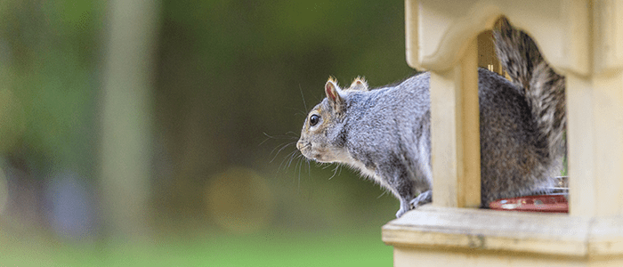 4evergreen in Rhode Island Lawn and turf care and weed control