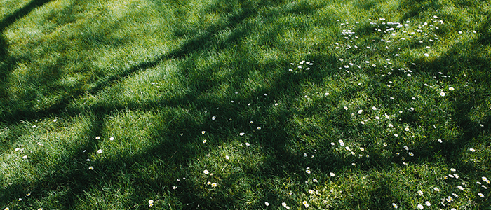 4evergreen in Rhode Island Lawn and turf care and weed control