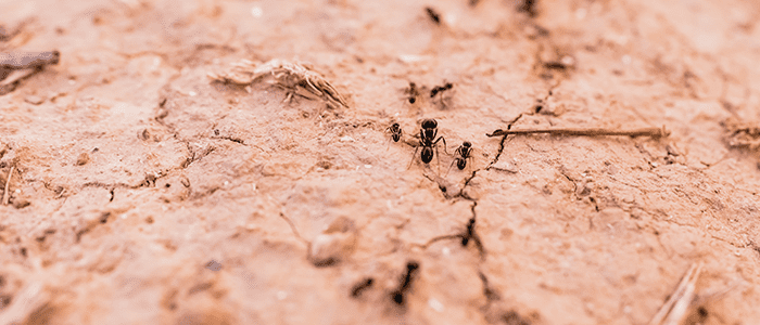 4evergreen in Rhode Island Lawn and turf care and weed control