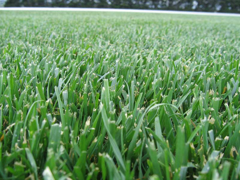 Core aeration and seeding treatment on a thin, compacted residential lawn in southern New England
