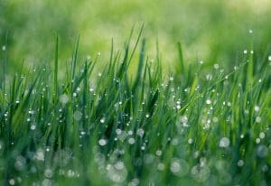 Thick spongy grass that feels bouncy when I walk on it
