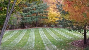 Lawn cores pulled during aeration overseeding Massachusetts fall turf care service