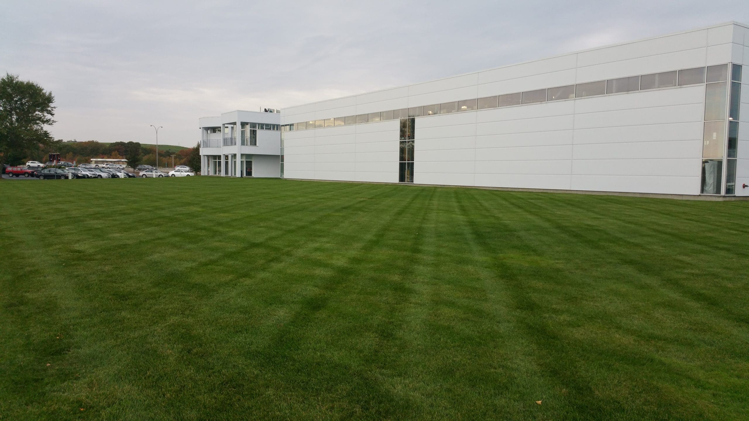Lawn aeration overseeding Massachusetts yard showing core plugs on grass surface