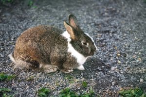 Domestic Rabbit - Miniature Dutch Rabbit