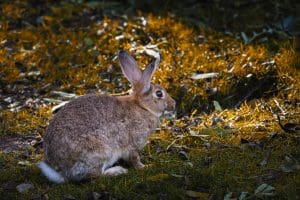 Background of a rabbit on the meadow in summer. Wildlife conservation concept.